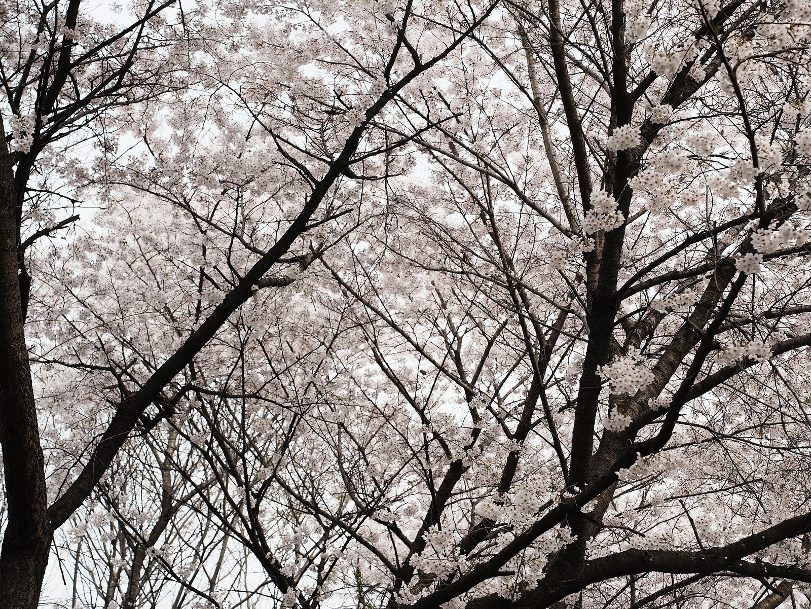 Cherry blossom in Korea