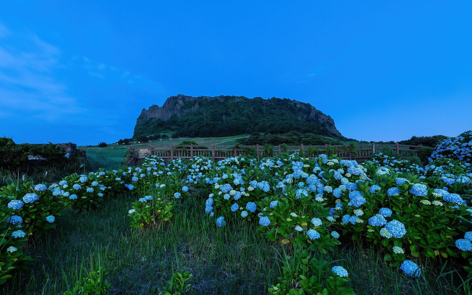 Hydrangeas in bloom on Jeju