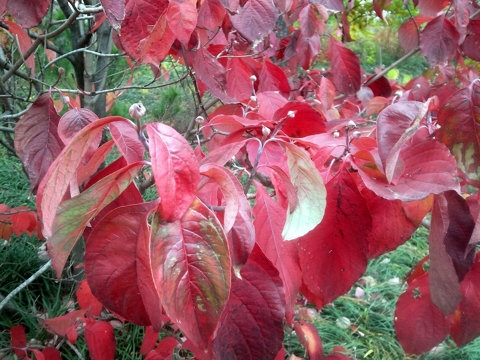 Late autumn colours in Seoul