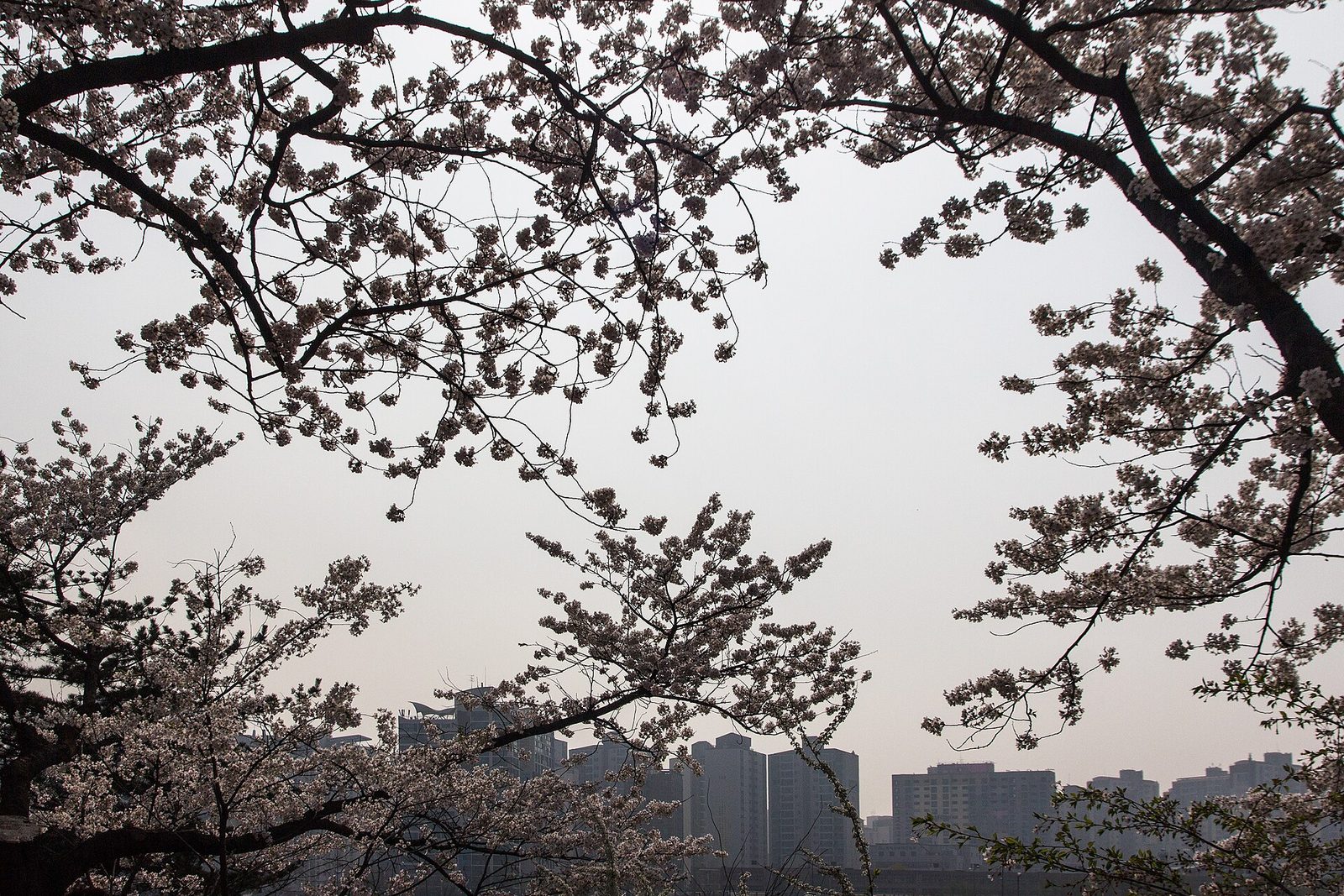 Seasons in Korea