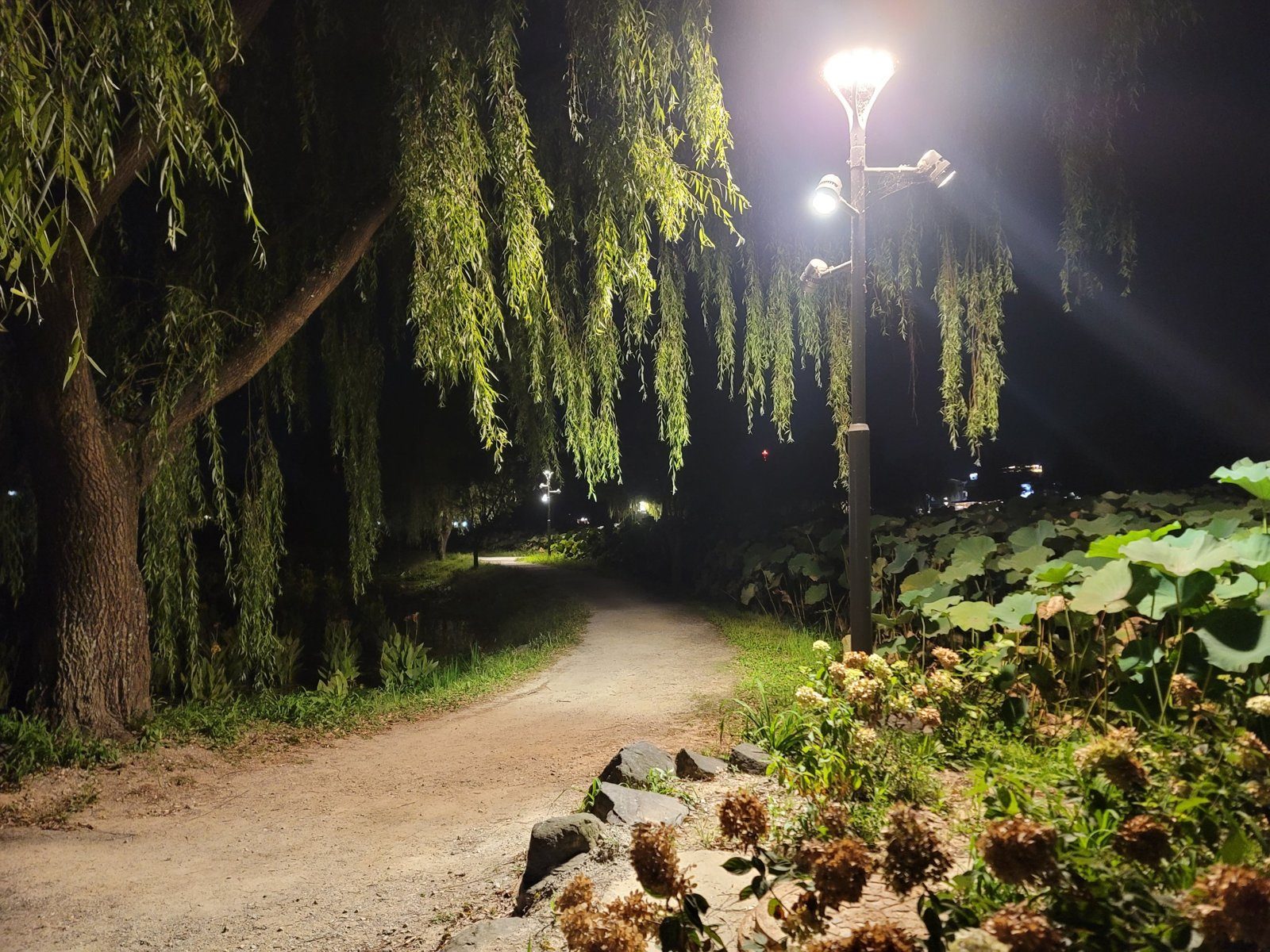 A lit path under willow trees beside lotus leaves at Gungnamji at night